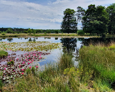 Dwingelderveld National Park — fotografia 3