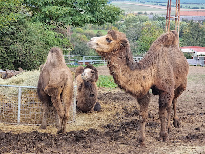 Zoopark Olovnice — fotografia 5