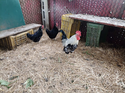 Agricampeggio Speca (campeggio,vendita ortaggi/prodotti tipici) — fotografia 3