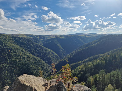Ţâcla Gavrii