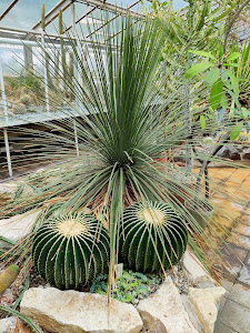 Botanical Garden UPJŠ — fotografia 4