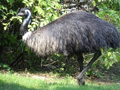 Vogel- und Tierpark Irgenöd — fotografia 5