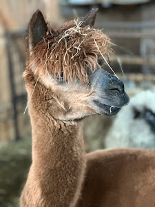 Parc de animale domestice şi sălbatice pentru copii — fotografia 4