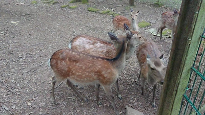 Wildpark Pforzheim — fotografia 2