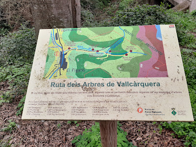 Ruta dels Arbres de Vallcàrquera