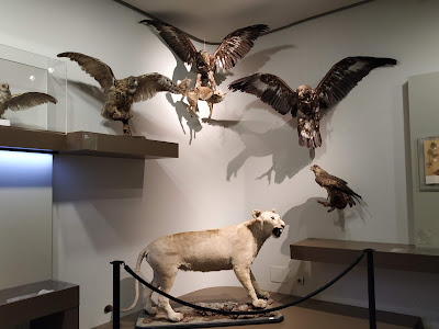 Museo de Ciencias Naturales de la Universidad de Zaragoza — fotografia 3