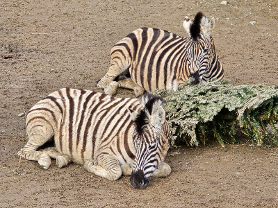 Zoological Garden in Jihlava — fotografia 5