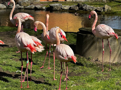 Hodonín Zoo — fotografia 5
