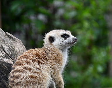 Faunapark Flakkee — fotografia 5