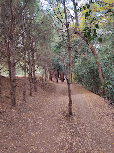 Elaiorema — fotografia 4