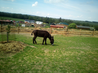 Donkey trail