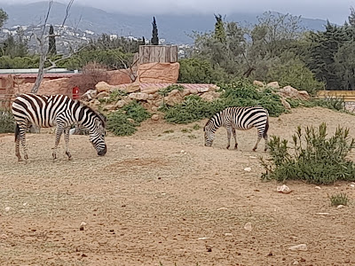 Attica Zoological Park — fotografia 4