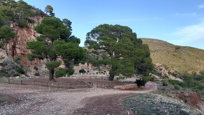 Pi del Salt — fotografia 3