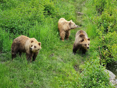 Wildpark Poing — fotografia 4