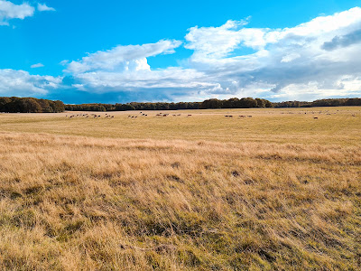 Jægersborg Dyrehave — fotografia 5