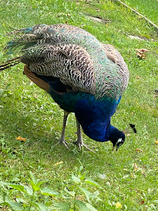 Margaret Island Mini Zoo — fotografia 3
