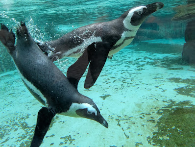 Straubing Zoo — fotografia 5