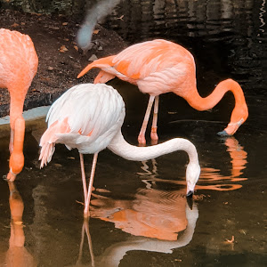 Košice Zoo — fotografia 5