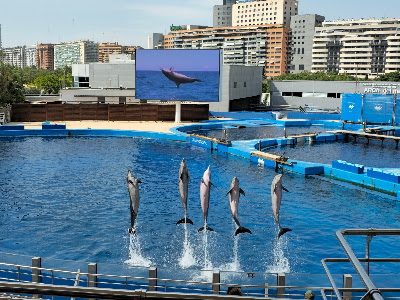 L’Oceanogràfic — fotografia 3