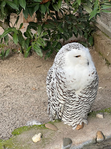Bird- and Animal Park — fotografia 3