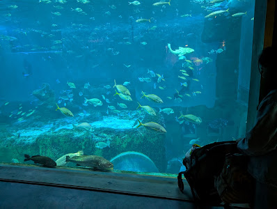 Sevilla Aquarium — fotografia 4