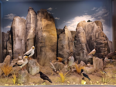 Natural History Museum of Meteora and Mushroom Museum — fotografia 4