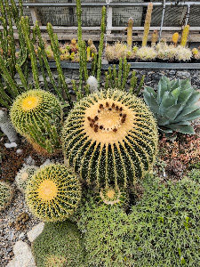Comenius University Botanical Garden — fotografia 5