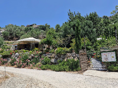 Monumental Olive Tree of Azorias (Kavousi) — fotografia 4