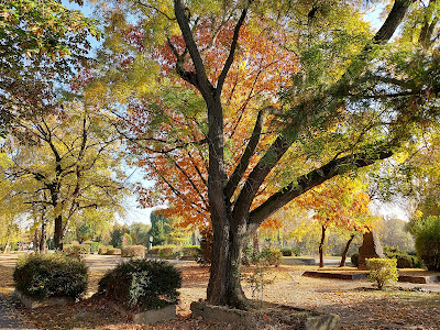Parcul Europa — fotografia 5