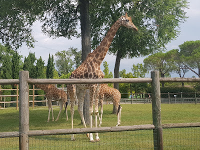 Parco Zoo Punta Verde — fotografia 4