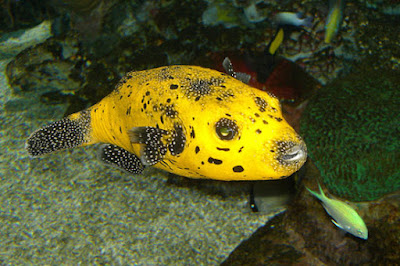 Tropicarium