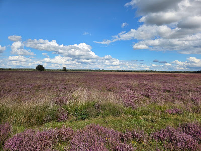 Dwingelderveld National Park — fotografia 4