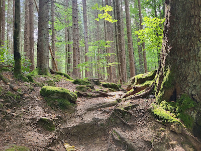 Parcul național Bayerischer Wald — fotografia 5
