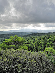 Tatoi Forest — fotografia 3