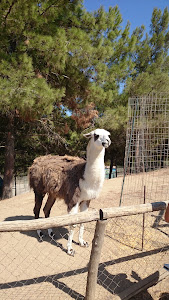 Farma of Rhodes | Petting Zoo — fotografia 5