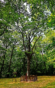 Tripammer tree