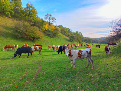 Zagajička brda — fotografia 5