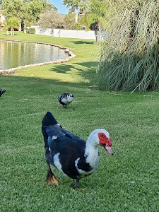Lago de los patos de Guadacorte — fotografia 4