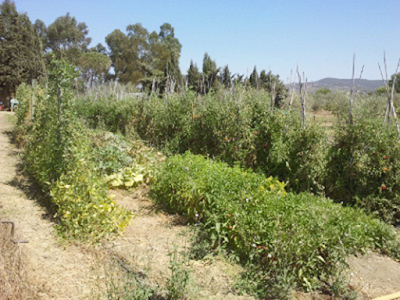 Agricamping Ioniti — fotografia 3