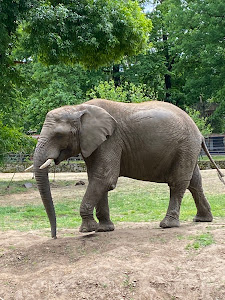 Zoo Nyíregyháza — fotografia 5