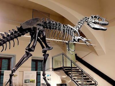 Civic Museum of Natural Sciences in Bergamo — fotografia 3