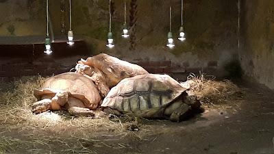 Iguana reptile Zoo — fotografia 4