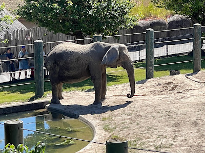 Aalborg Zoo — fotografia 5