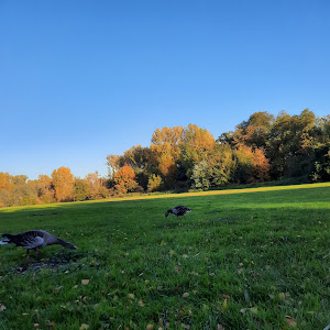 Rheinufer Ingelheim Picknickplatz