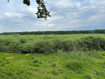"Obedska bara" Nature Preserve — fotografia 5