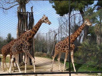 Parco Zoo Falconara Srl — fotografia 3