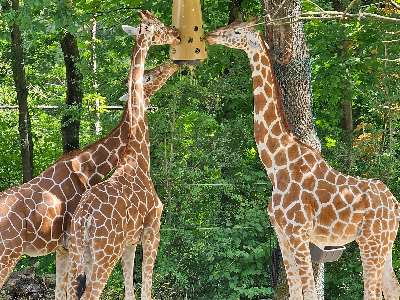 Grădina Zoologică Hellabrunn — fotografia 3