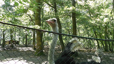 Zoo Târgu Mureș — fotografia 2