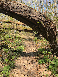 Forest Park Jelenovac — fotografia 5