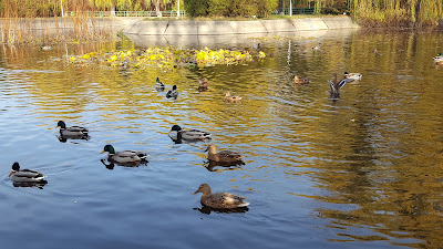 Parcul Municipal Onești — fotografia 5